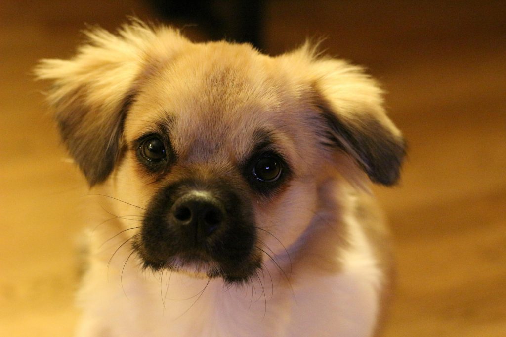 Potty Training Your Dog Just Got Smarter