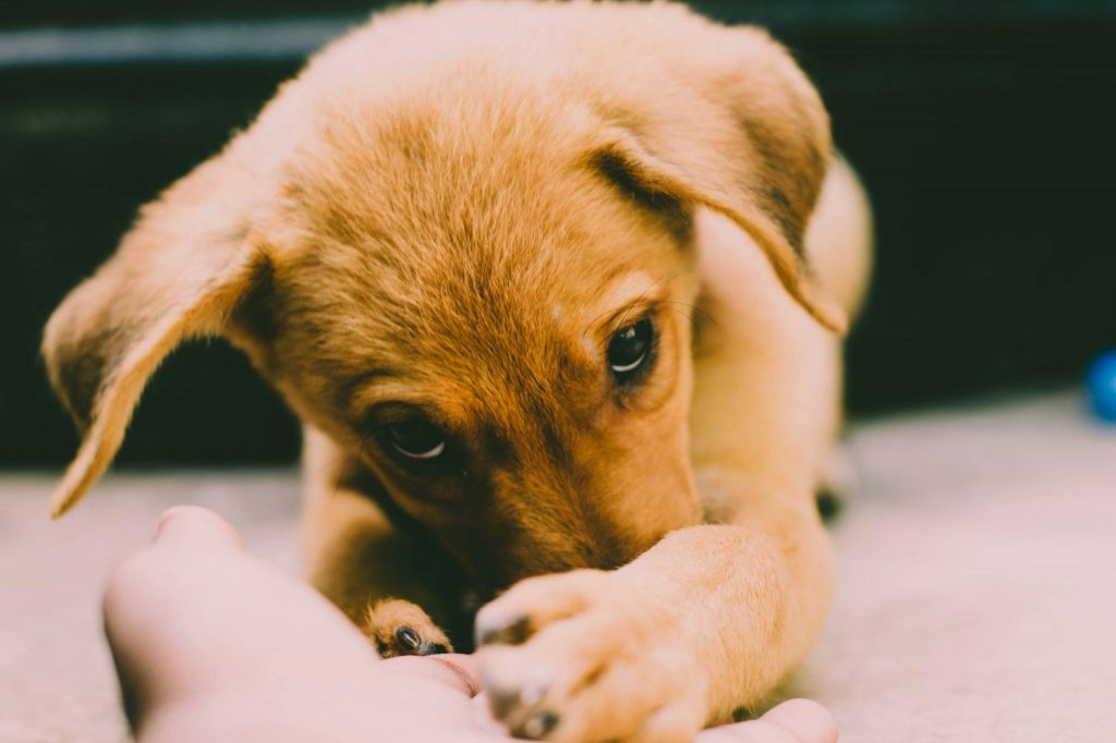 Potty Training Your Pup: No More Mess, Just Success