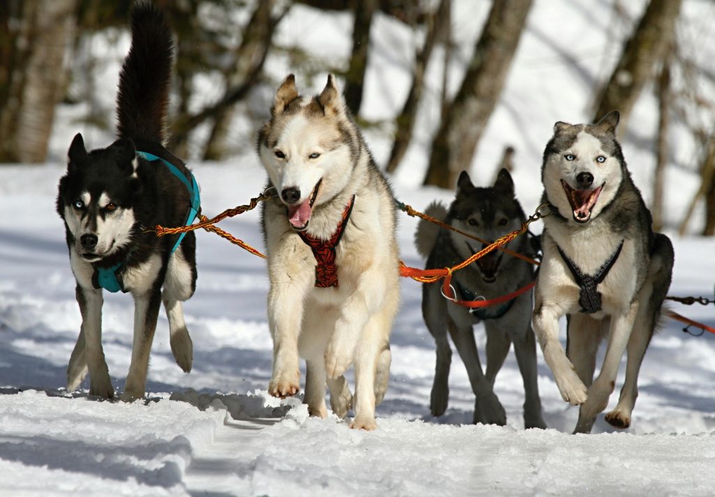 Leash Training Without the Tug-of-War