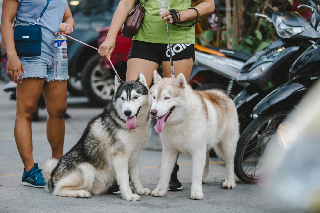 Teaching Your Dog to Shake Paws
