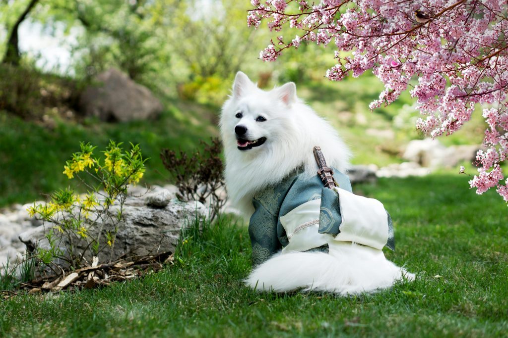 7 Fun Steps to Teach Your Dog to Spin Like a Pro