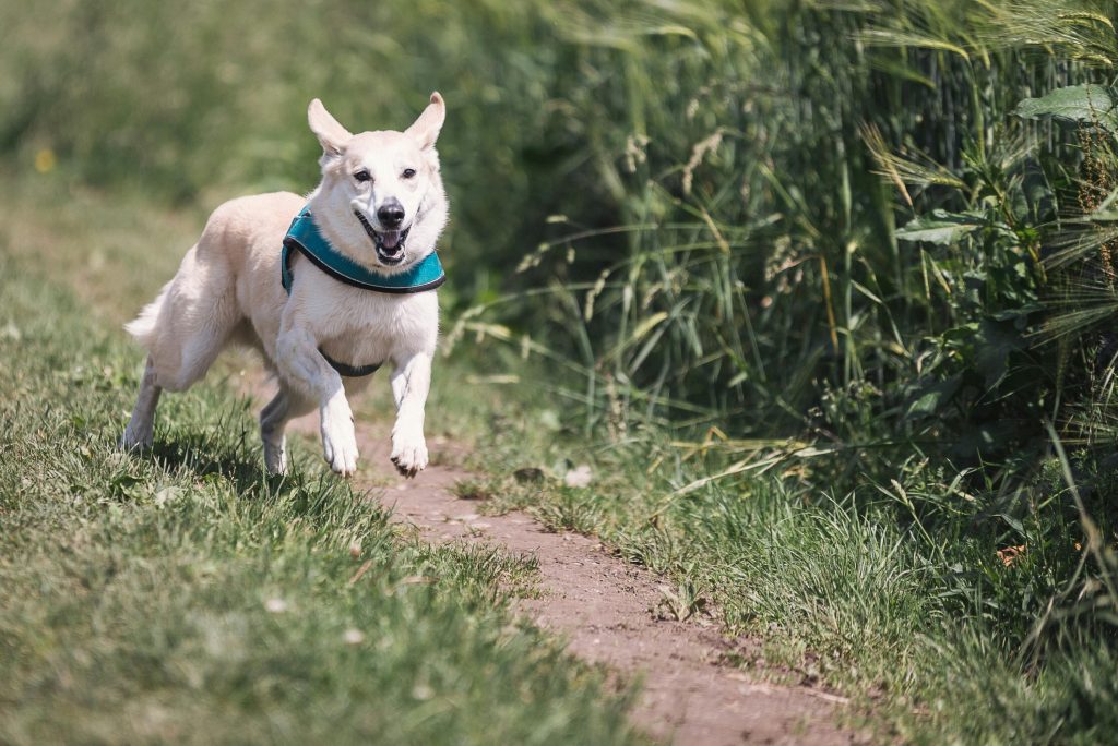 How to Make Your Dog Actually Listen to You