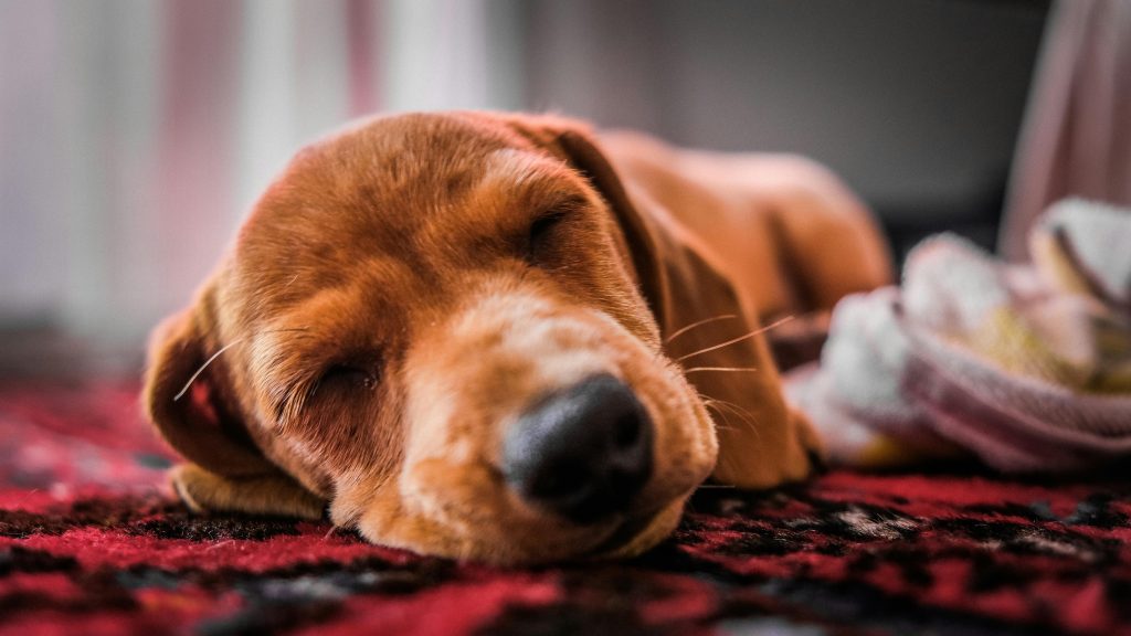 Top 5 Gentle Dog Breeds That Are Basically Living Teddy Bears