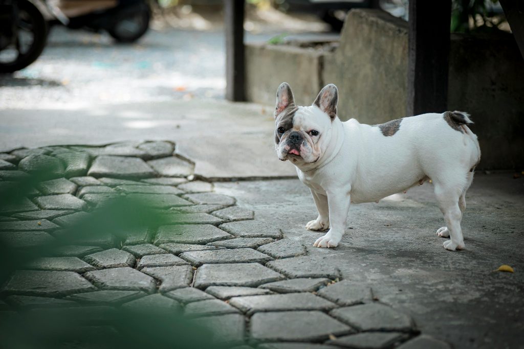 10 Easiest Dog Breeds to Raise