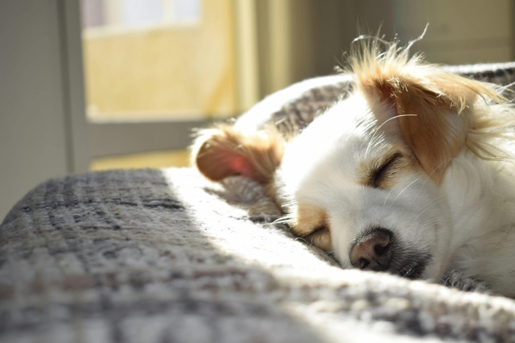 Small Apartment, Big Love: 6 Dog Breeds Made for Compact Living