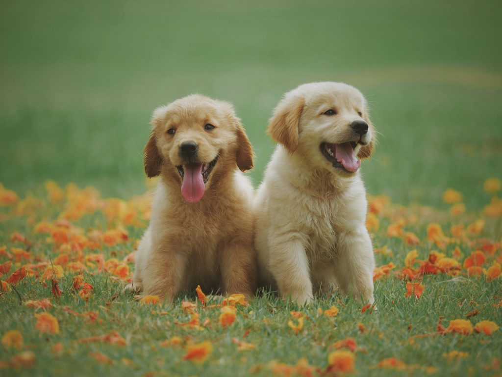 What to Know About Newborn Puppies