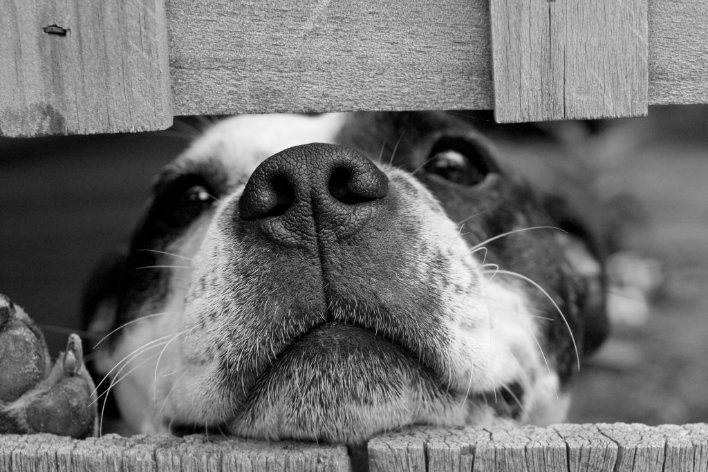 Dangerous Foods for Dogs You Should Never Share