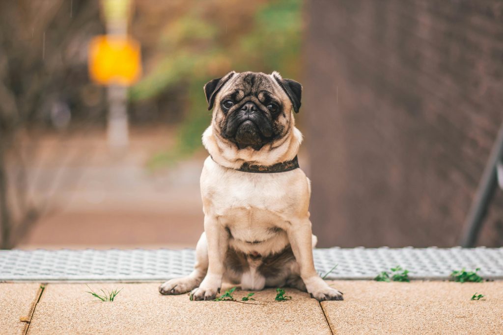 Simple Tricks to Help Your Dog Love Mealtime Again