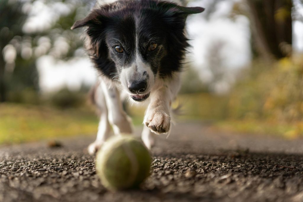Is Your Dog Shedding Like Crazy?