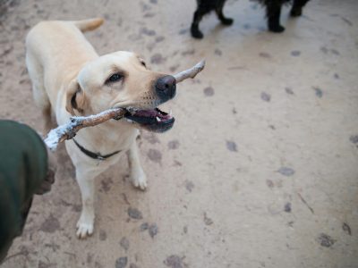 Dog Separation Anxiety: What Your Pup Really Feels When You Leave